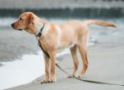 Stop Dog Barking